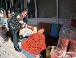 Pasinler kuşburnusu ilgi görüyor